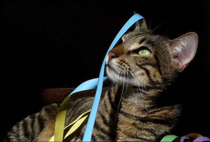 Katzenhaltung Wohnung
 Artgerechte Katzenhaltung in der Wohnung möglich