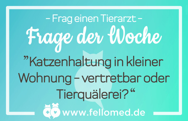 Katzenhaltung Wohnung
 Katzenhaltung in kleiner Wohnung – geht das