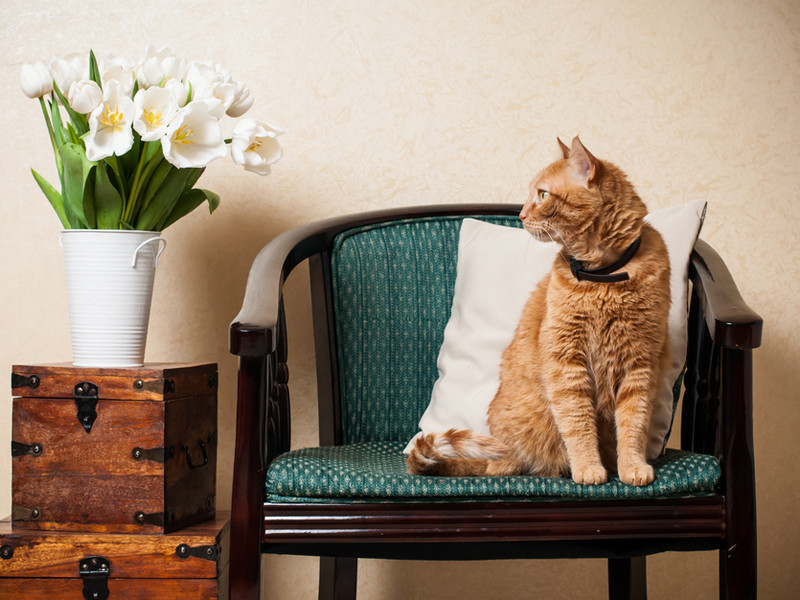 Katzenhaltung Wohnung
 Katzensichere Wohnung Mögliche Gefahrenquellen