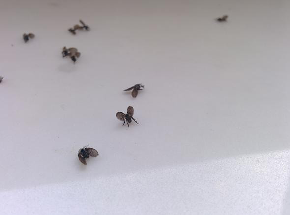 Kleine Fliegen Im Haus
 Kennt wer se Fliegen Motten Insekt fliegen Insekten