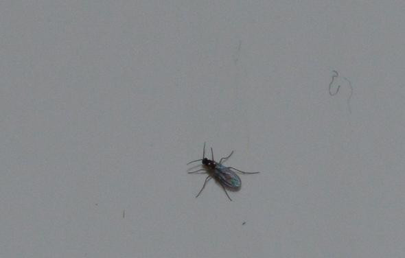 Kleine Fliegen Im Haus
 Kleine Fliegen im Wohnzimmer Woher kommen Insekten