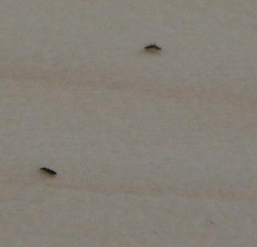 Kleine Fliegen Im Haus
 Was sind das für kleine schwarze Fliegen im Sommer draußen