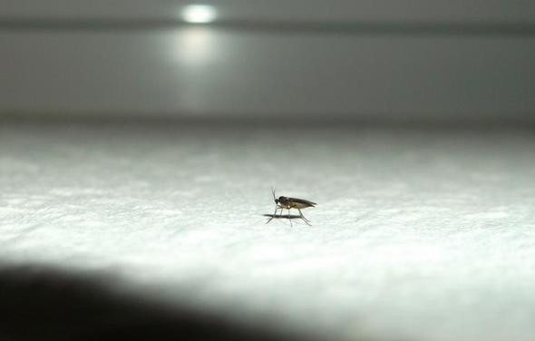 Kleine Fliegen Im Haus
 Woher kommen se kleinen Fliegen in unserem Haus
