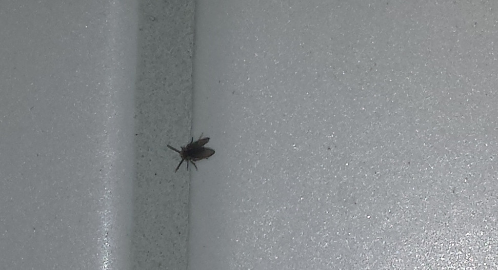 Kleine Fliegen Im Haus
 Kleine Ameisen Im Haus ameisen bek mpfen im haus in der