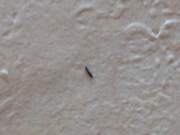 Kleine Tiere Im Bett
 Kleine schwarze Käfer in meinem Bett Insekten