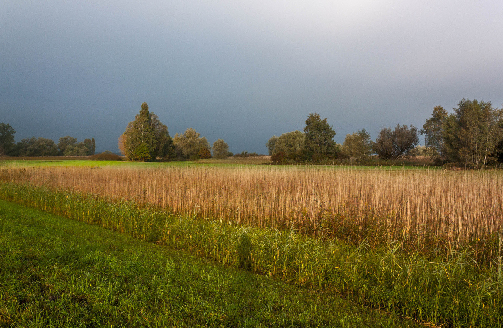 Landschaft Am Bodensee
 Im Naturschutzgebiet am Bodensee Foto & Bild