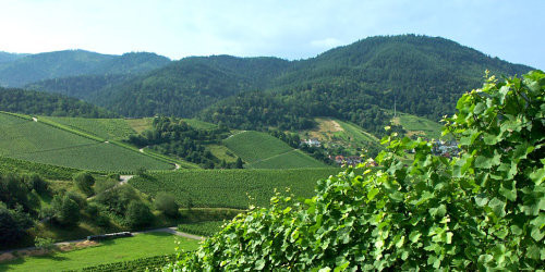 Landschaft In Baden
 Wald & Landschaft Stadt Baden Baden