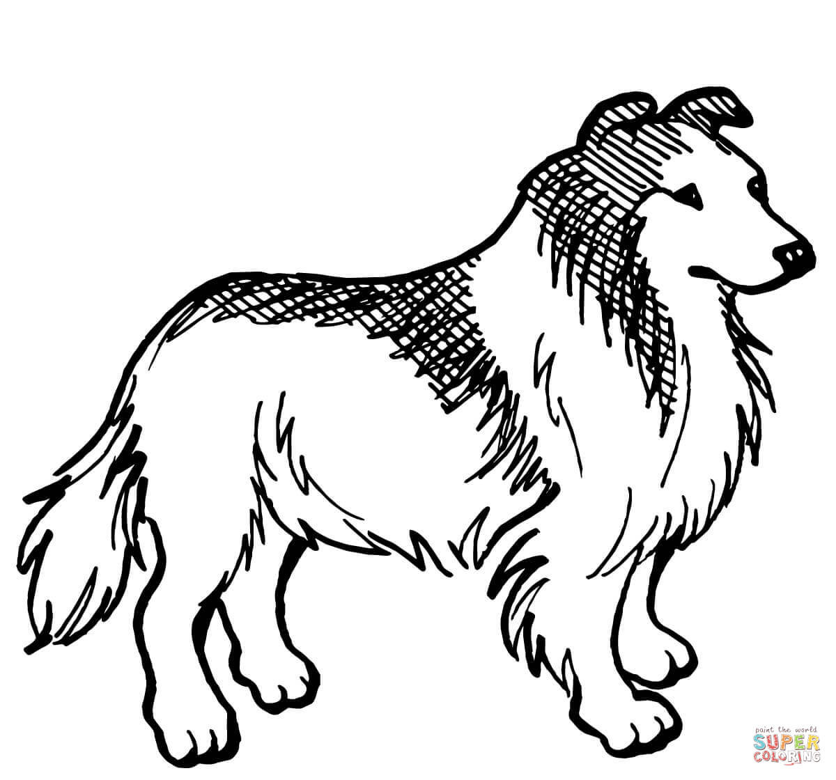 Lassie Ausmalbilder
 Rough Collie Dog coloring page