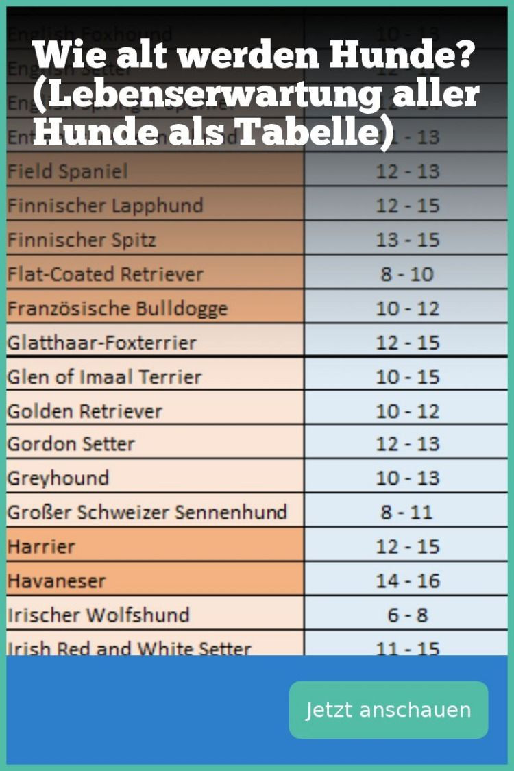 Lebenserwartung Hunde Tabelle
 5 Fakten zu Wie alt werden Hunde