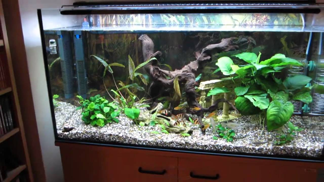 Led Aquarium Beleuchtung
 Aquarium LED Beleuchtung Süßwasser