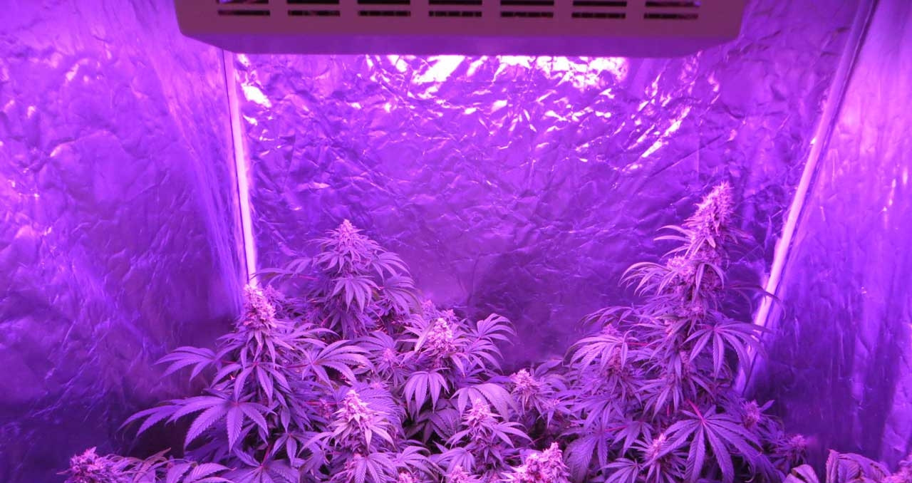 Led Grow Lampe
 LED Grow Lampe Indoor Cannabis Anbau Irierebel