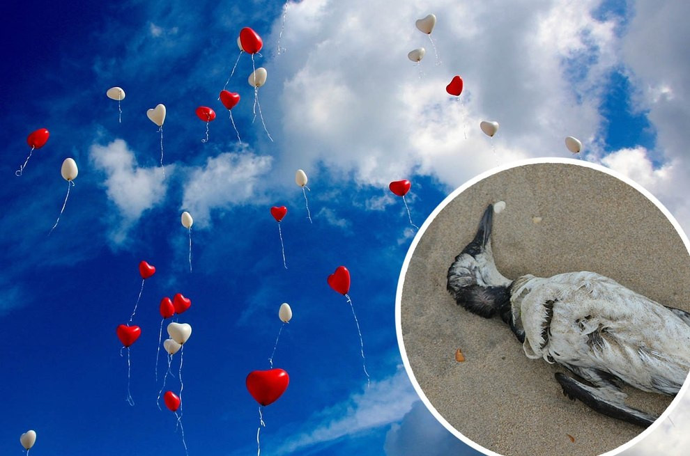 Luftballons Zur Hochzeit
 Warum Luftballons zur Hochzeit eine Gefahr für Tiere sind