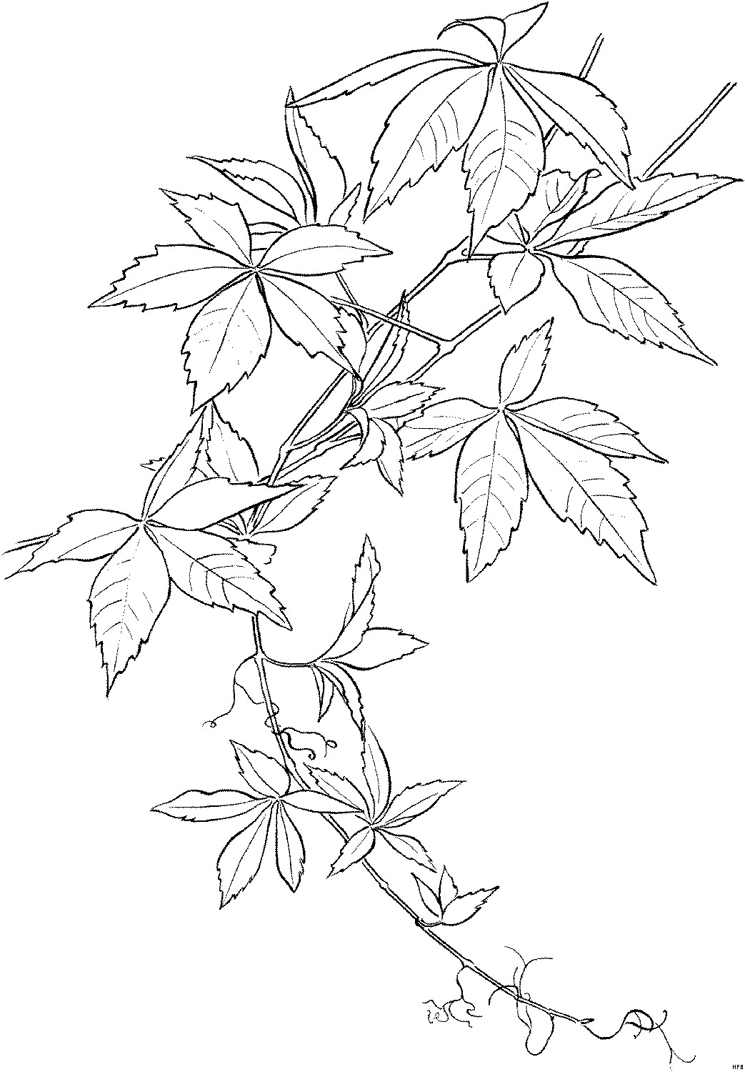 Malvorlagen Blätter
 Blaetter Mit Wurzel Ausmalbild & Malvorlage Blumen