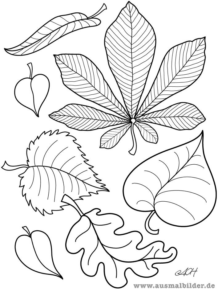 Malvorlagen Blätter
 ausmalbilder blätter … … Logopedui