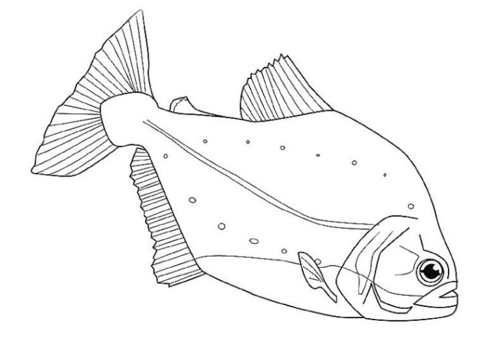 Malvorlagen Fische Zum Ausdrucken
 ausmalbilder fische ausdrucken Ausmalbilder