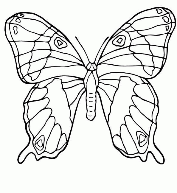 Malvorlagen Schmetterling
 Schmetterling Malvorlagen Malvorlagen1001