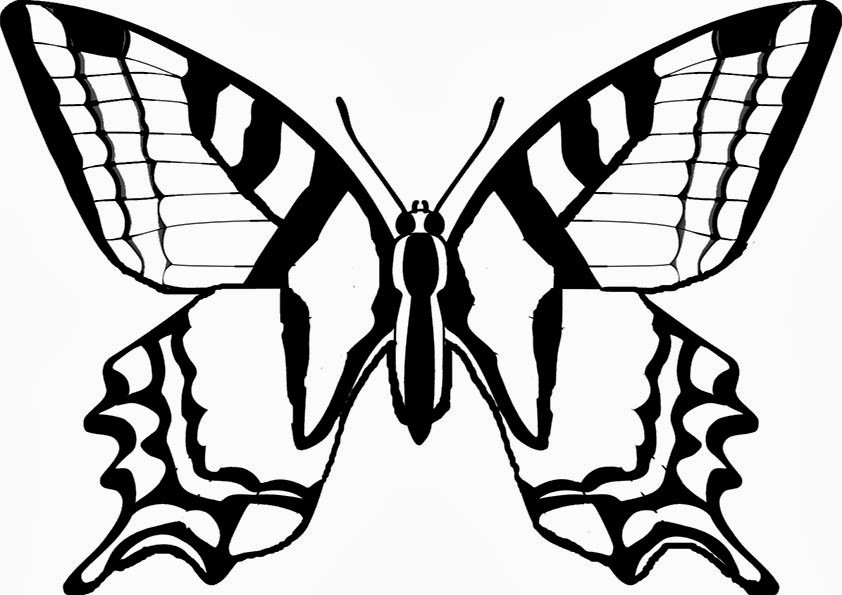 Malvorlagen Schmetterling
 SCHMETTERLING MALVORLAGEN