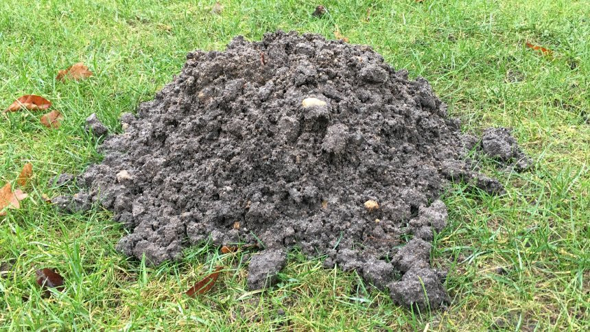 Maulwurf Im Garten
 Maulwurf im Garten Was kann man tun SPIEGEL ONLINE