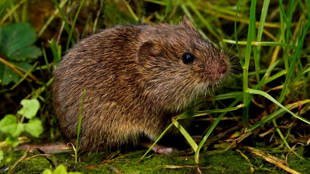 Mäuse Im Garten
 Schönheit Mäuse Im Garten Vertreiben Graben Hause