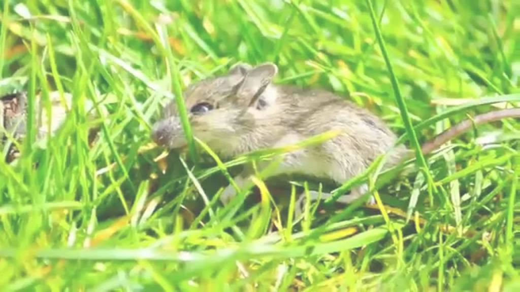 Mäuse Im Garten
 Mäuse Im Garten Modern Eine Maus Im Garten Beim Spielen