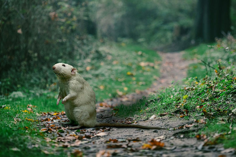 Mäuse Im Garten
 Ratten und Mäuse im Garten gruenoase