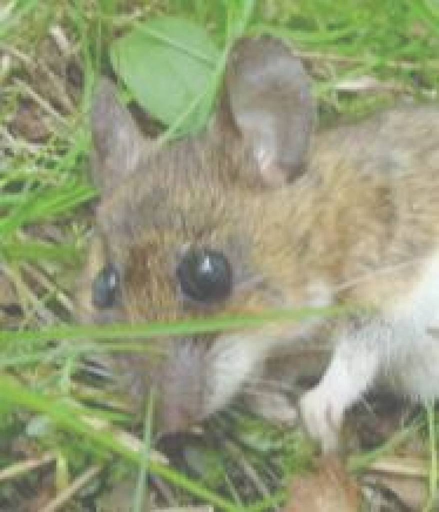 Mäuse Im Garten
 Mäuse Im Garten Elegant Waldmaus Dekors Ideen