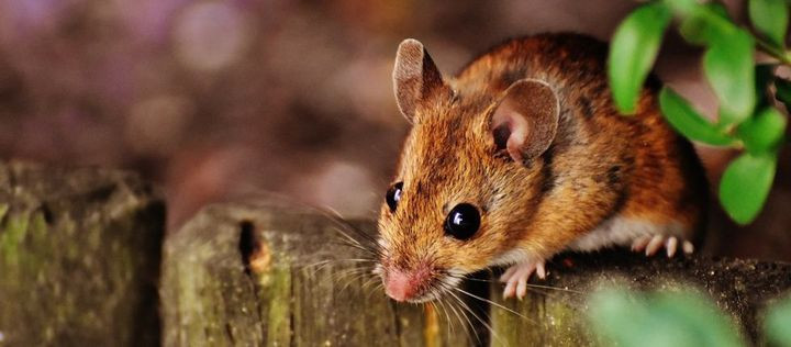 Mäuse Im Garten
 Mäuse Alarm im Garten BZfE