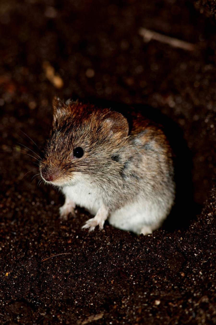 Mäuse Im Garten
 Schönheit Mäuse Im Garten Vertreiben Graben Hause