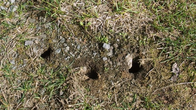 Mäuse Im Garten
 Mäuse im Garten mit Erdnussbutter fangen