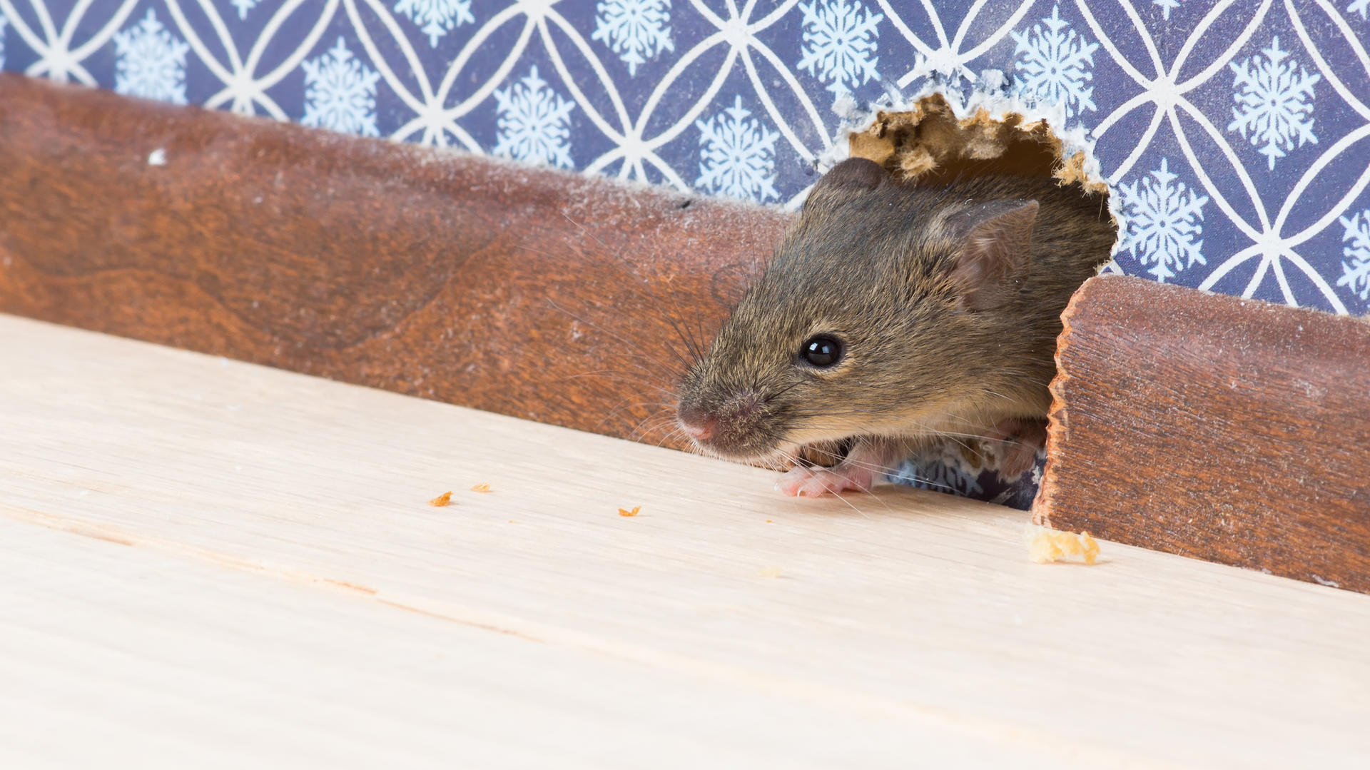 Mäuse Im Garten
 Mäuse fangen Wie Sie Mäuse im Haus richtig bekämpfen