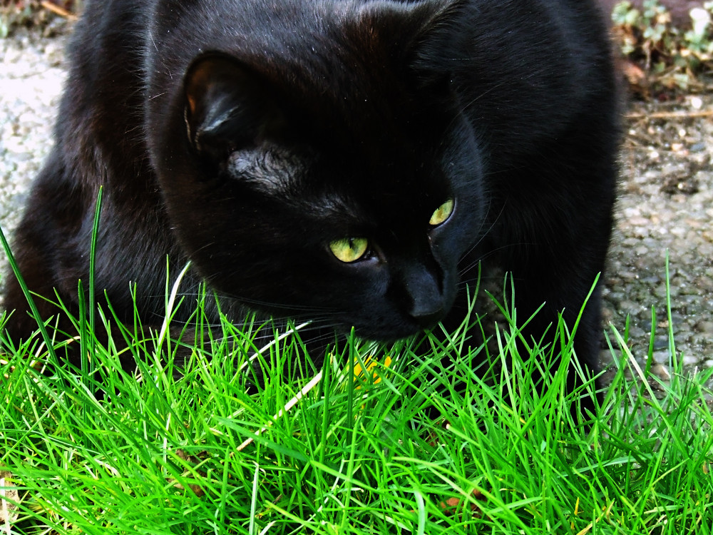 Mäuse Im Garten
 Mein süßer Kater jagt Mäuse im Garten Foto & Bild