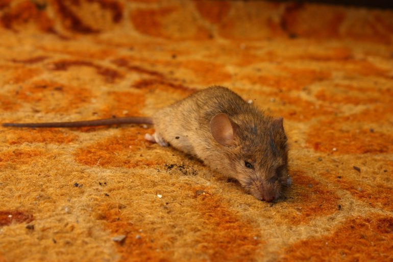 Mäuse Im Haus
 Mäuse im Haus So werden Sie kleinen grauen Nager