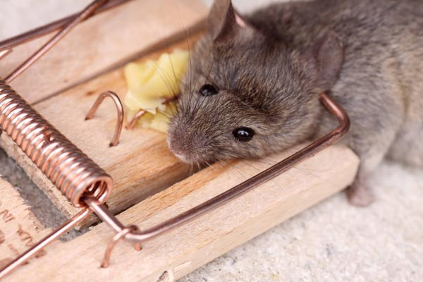 Mäuse Im Haus
 Mäuse im Haus bekämpfen Lebendfallen