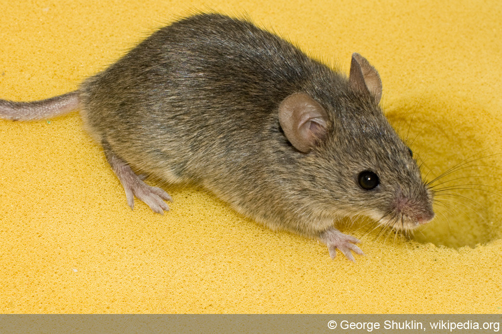 Mäuse Im Haus
 Mäuse im Haus welche Hausmittel gegen Hausmaus