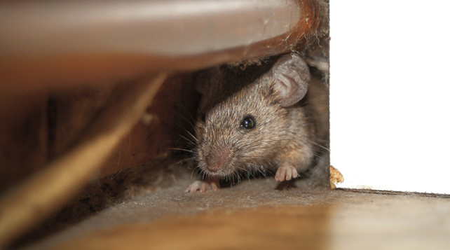 Mäuse Im Haus
 Mäuse im Haus wirksam bekämpfen GVB Hausinfo