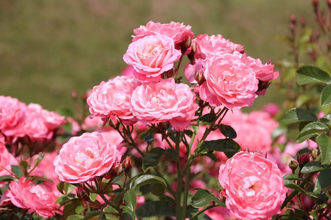 Mein Schöner Garten
 Rose Mein schöner Garten Rosa Mein schöner Garten