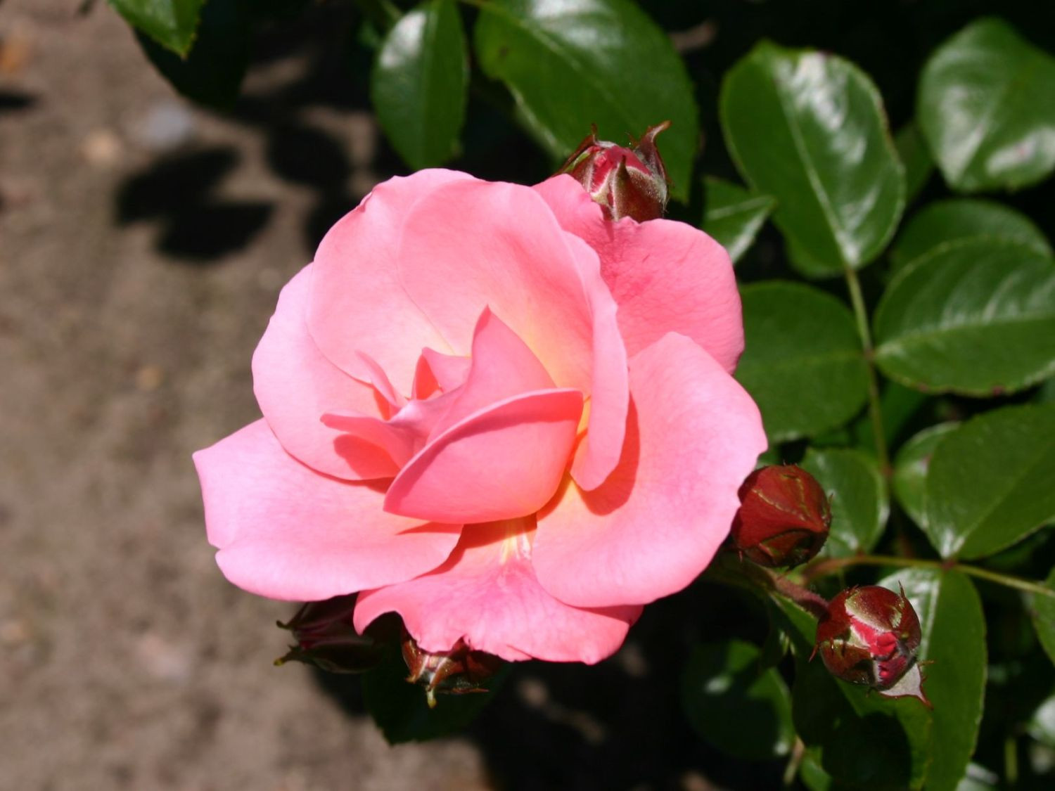 Mein Schöner Garten Shop
 Strauchrose Mein schöner Garten Rosa Mein schöner