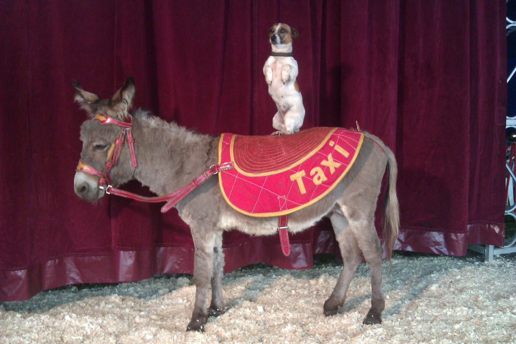 Möbel Heinrich Kirchlengern
 "Classic Circus" bei Möbel Heinrich