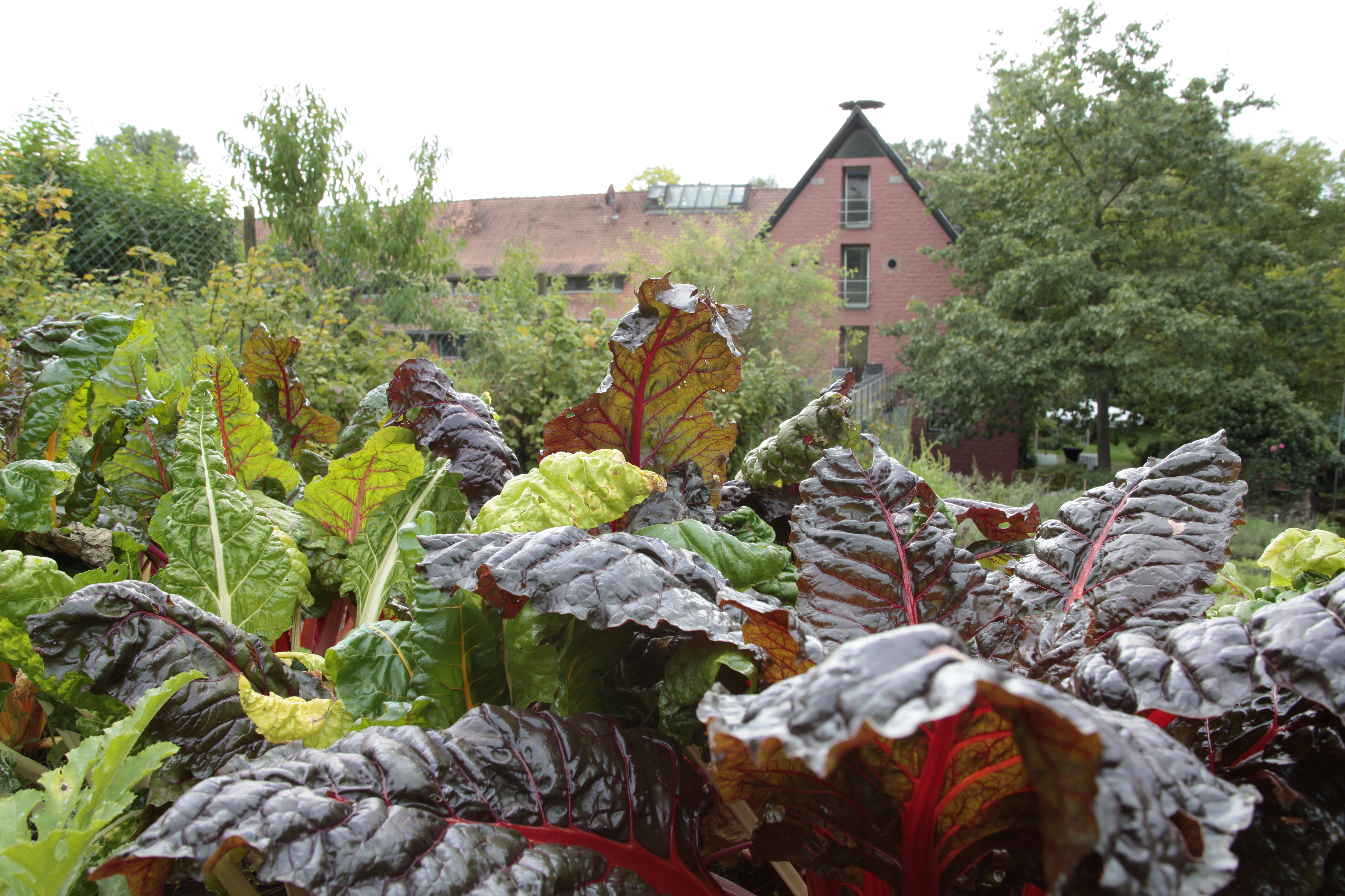 Mühle Am Schlossberg
 Kräutergarten