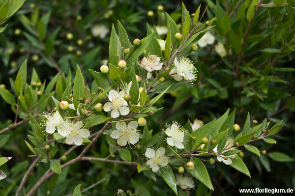 Myrte Hochzeit
 Myrte oder Brautmyrte Myrtus munis Florilegium