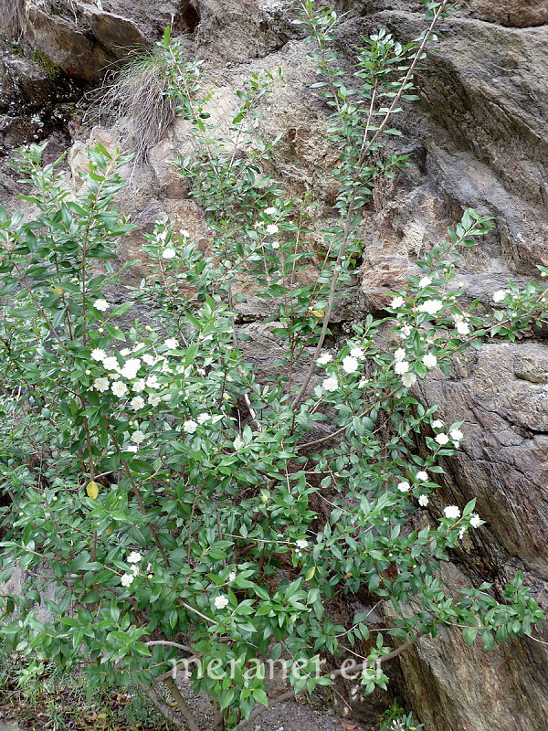 Myrte Hochzeit
 Die Myrte schmückt Braut Botanischer Spaziergang