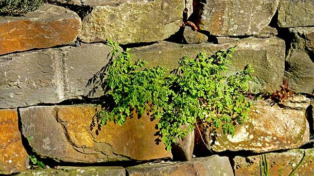 Natursteine Garten
 Natursteine im Garten Natursteinmauer hat viele Vorteile