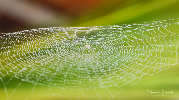 Neulich Im Garten
 Spinnen Bilder & Fotos