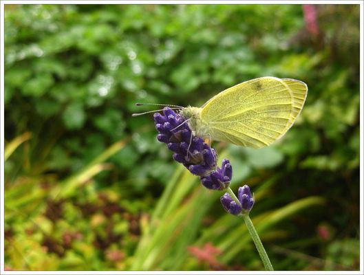 Neulich Im Garten
 Sommer Bilder & Fotos