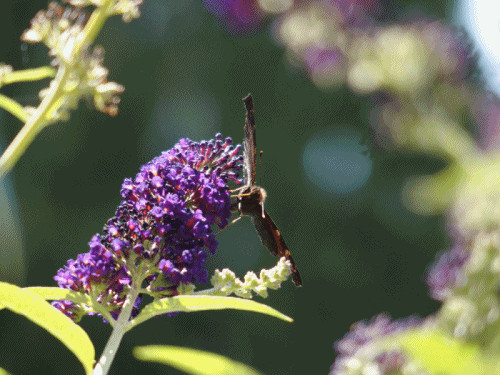 Neulich Im Garten
 Neulich im Garten nT – Gedankensprünge