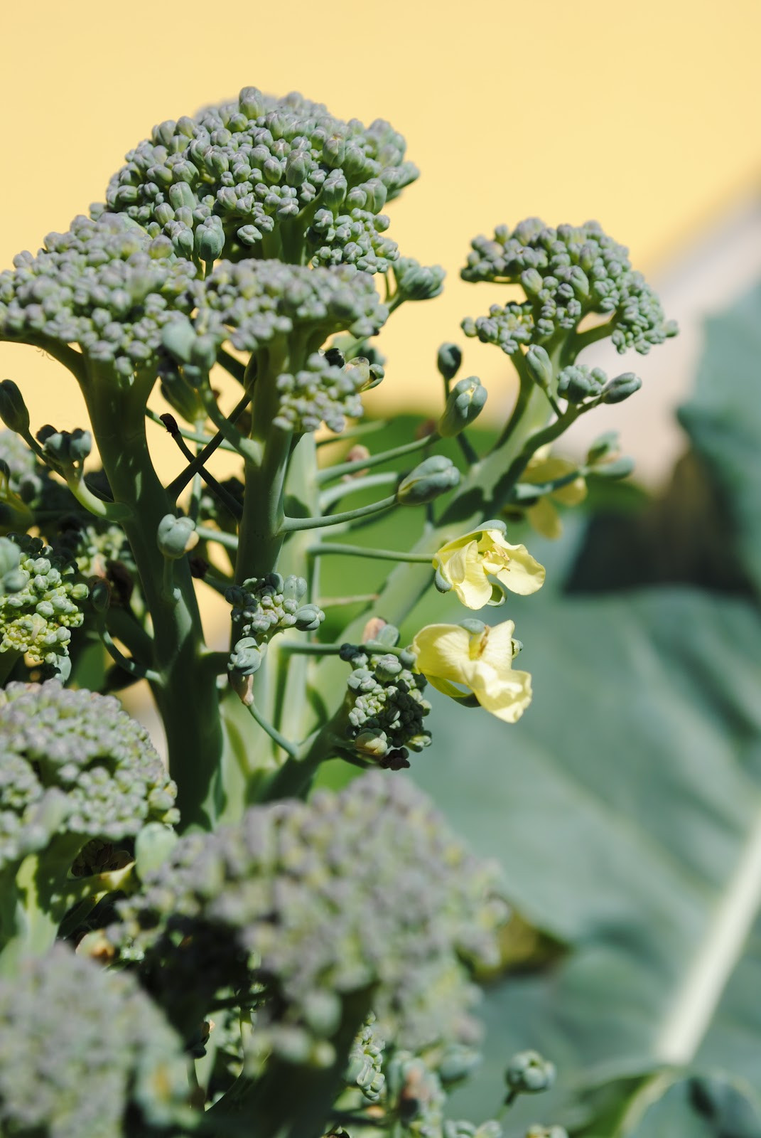 Neulich Im Garten
 MamaMia Neulich im Garten