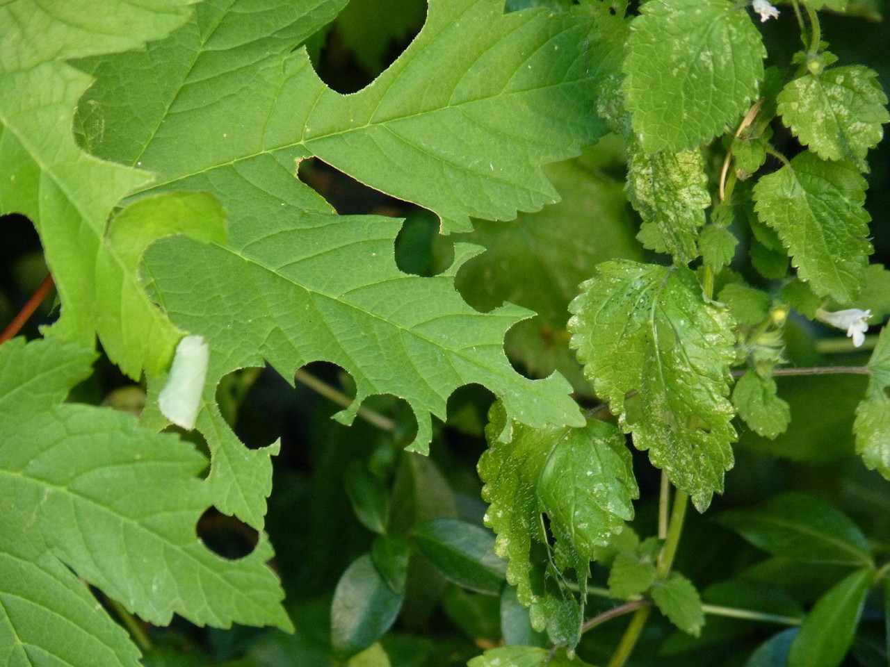 Neulich Im Garten
 Neulich im Garten Blattschneiderbienen als Naturlocher