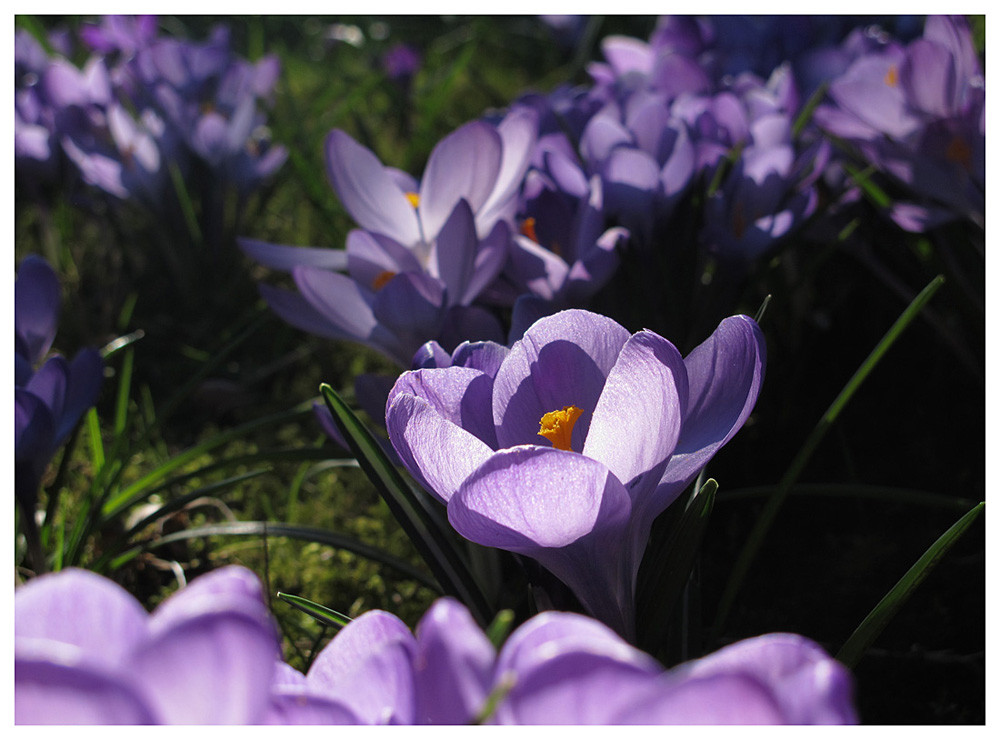 Neulich Im Garten
 Neulich im Garten Foto & Bild