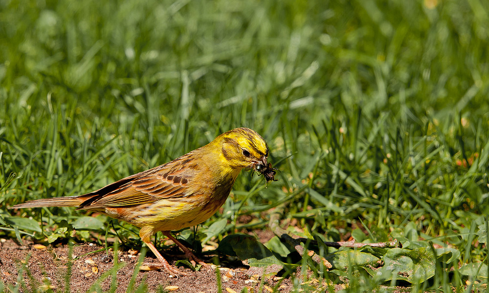 Neulich Im Garten
 neulich im Garten Foto & Bild