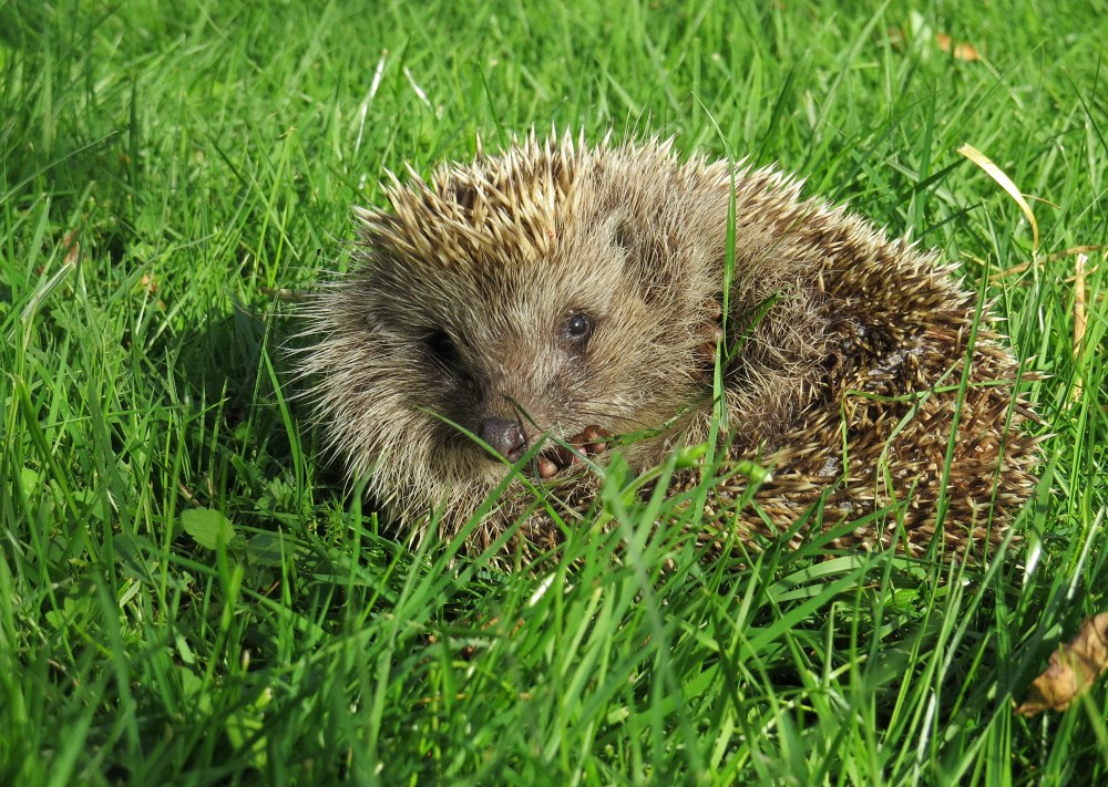 Neulich Im Garten
 Neulich im Garten Tiere